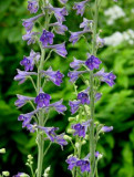 Delphinium exaltatum