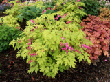Dicentra spectabilis Gold Heart