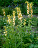 Digitalis ambigua