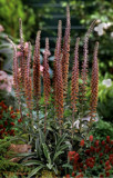 Digitalis parviflora Milk Chocolate