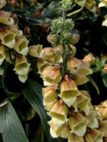 Digitalis obscura Sunset