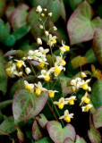 Epimedium perralchicum Frohnleiten