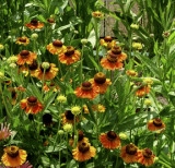 Helenium Mardi Gras PPAF