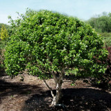 Betula nigra 'Little King' (aka 'Fox Valley'®)