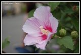 Hibiscus