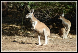 A Pair of Roos