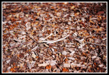 Mulch