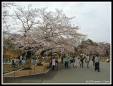 In the Gardens of Himeji Castle