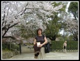 Ritsuko under the Sakura