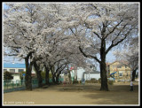 Sakura in the Park