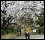 Under a Sakura