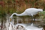 Great Egret strikes