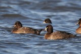 Greater Scaup (left) and Lesser Scaup (right)
