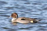 Northern Pintail