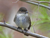 Eastern Phoebe