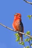 Scarlet Tanager