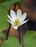 Twinleaf (Jeffersonia diphylla)