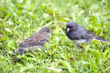Dark-eyed Juncos