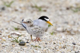 Least Terns, adult and chick