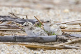 Least Tern chicks
