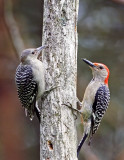 Red-bellied Woodpeckers