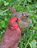 Cardinals, male and juvenile