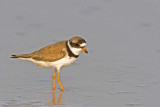 Semipalmated Plover