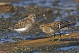 Semipalmated and Least Sandpipers