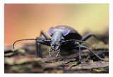 C. violaceus .JPG