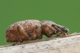 Curculioninae.JPG