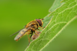 sizedIMG_7219.JPG