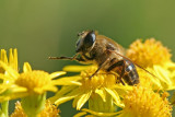 sizedIMG_8991.JPG