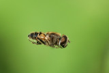sizedIMG_9108.JPG