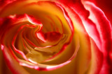 a first rose of San Diegos summer