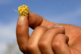 Eric dares to hold this prickly barb