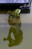 a frog and its spirit-partner, Pan