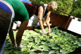 drying lettuce leaves