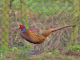 Pheasant cock Crail 7th January 2007