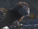 Mink  Balcomie 30th August 2006