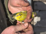 The Patch - Dr Jim Cobb ringing a 1st w Greenfinch