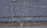 Black-tailed Godwit flock FBC Hide Edenside 17th February 2007