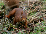 Red Squirrel Montreathmont Forest March 2005