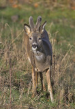 Roe buck in velvet Leven 1st March 2007