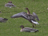 Pink-footed Geese nr Kilconquhar 16th March 2007