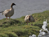 Pink-footed Geese Edenside 19th April 2007