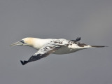 Gannet (3rd winter) Ruddons Point 13th August 2007