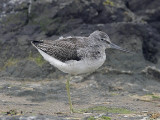 Greenshank Ruddons Point 13th August 2007