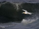 Gannet Fife Ness 20th August 2007