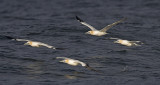 Gannet Fife Ness 20th August 2007