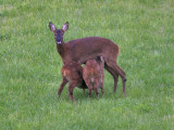 Roe doe suckling twins nr Crail 28th August 2007